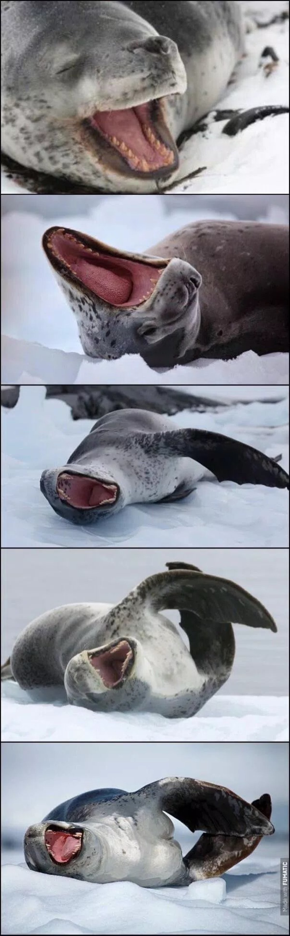 Морской леопард против пингвина